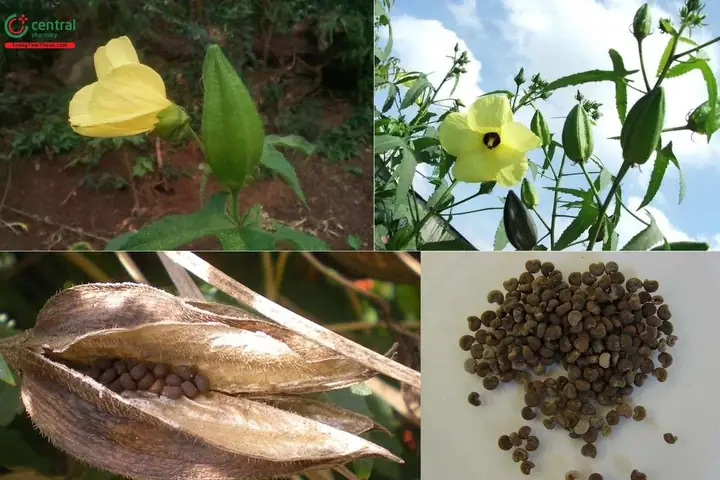 Cách Nấu Canh Chua Cây Vông Vang Thanh Mát Cho Bữa Cơm Nhà