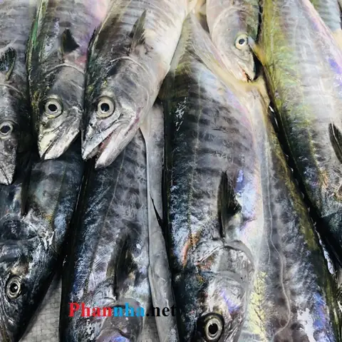 Chả Cá Nha Trang Làm Từ Cá Gì? Khám Phá Các Loại Cá Biển Tươi Ngon Chả Cá Nha Trang Làm Từ Cá Gì? Khám Phá Các Loại Cá Biển Tươi Ngon