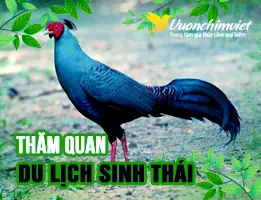 Hướng Dẫn Nấu Chim Trĩ Hầm Thuốc Bắc Chuẩn Vị Và Bồi Bổ Cho Gia Đình Hướng Dẫn Nấu Chim Trĩ Hầm Thuốc Bắc Chuẩn Vị Và Bồi Bổ Cho Gia Đình