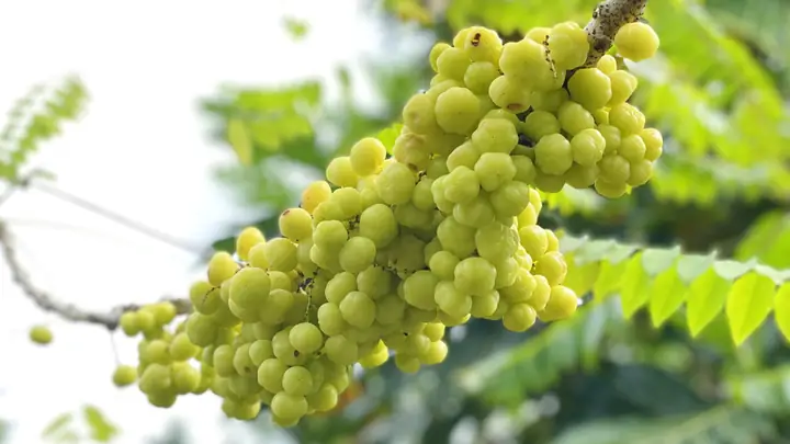 Cách Làm Và Tác Dụng Của Chùm Ruột Ngâm Đường Phèn Cho Người Nội Trợ Quan Tâm Sức Khỏe