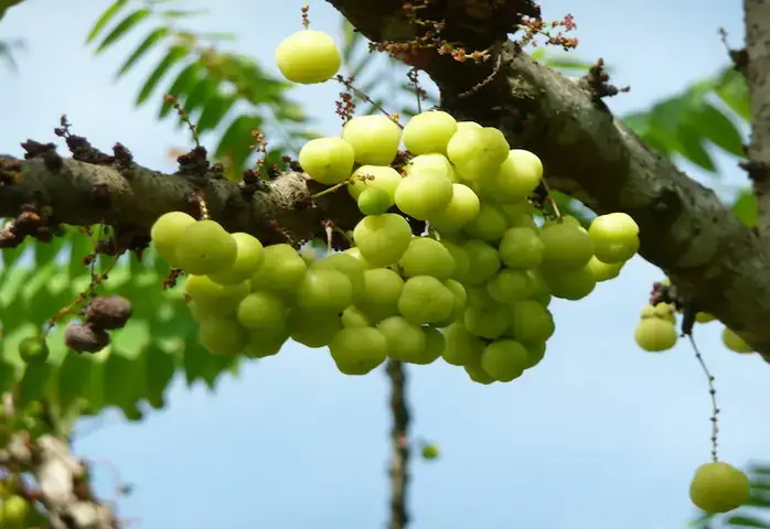 Chùm Ruột Ngâm Rượu Có Tác Dụng Gì? Tóm Tắt Công Dụng, Cách Dùng Và Lưu Ý