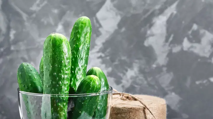 Chuột Bao Tử Là Gì? Định Nghĩa, Đặc Điểm Sinh Học Và Nguy Cơ Sức Khỏe