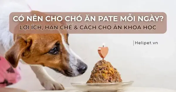 Có Nên Cho Bé Ăn Pate: Lợi Ích, Rủi Ro Và Cách Dùng Đúng Chuẩn Cho Mẹ