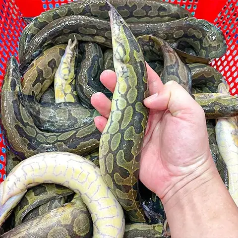 Con Chạch Hay Con Trạch: Từ Đúng Chính Tả, Nghĩa Là Gì Và Đặc Điểm Cá Chạch