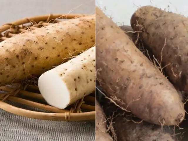 Phân Biệt Củ Mài Và Củ Từ (hoài Sơn): Giống Hay Khác Nhau Và Cách Dùng Cho Gia Đình