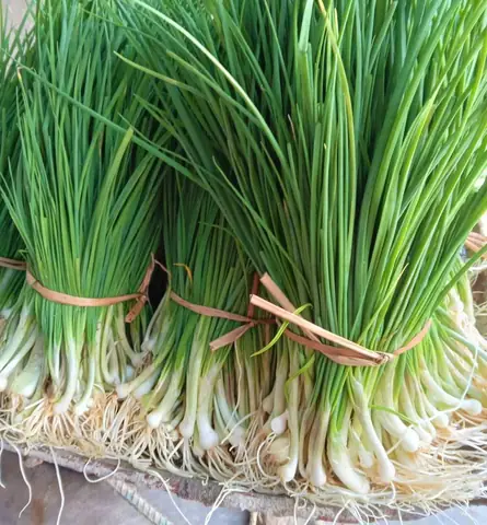 Củ Nén Có Tác Dụng Gì? Tổng Hợp Công Dụng Sức Khỏe Và Cách Dùng Theo Đông Y
