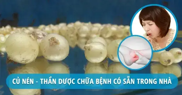 Tổng Hợp Củ Nén Kỵ Với Gì: Danh Sách Thực Phẩm, Thuốc Và Đối Tượng Cần Tránh
