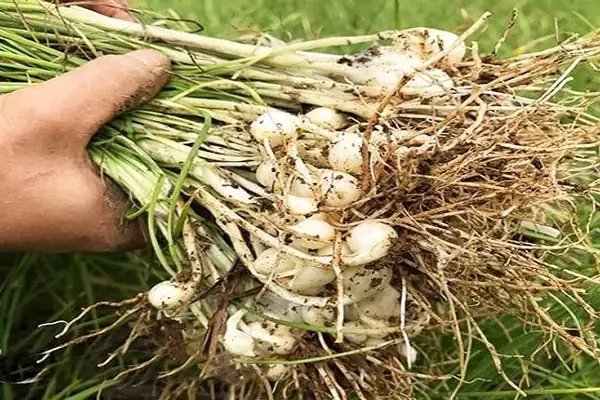 Củ Nén Là Củ Gì? Định Nghĩa, Tác Dụng Và Cách Dùng Hành Tăm Trong Bếp