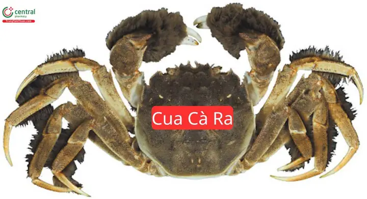 Khám Phá Đặc Sản Cua Cà Ra Thái Bình: Cua Lông Sông Ngọt Thơm Cho Thực Khách Khám Phá Đặc Sản Cua Cà Ra Thái Bình: Cua Lông Sông Ngọt Thơm Cho Thực Khách