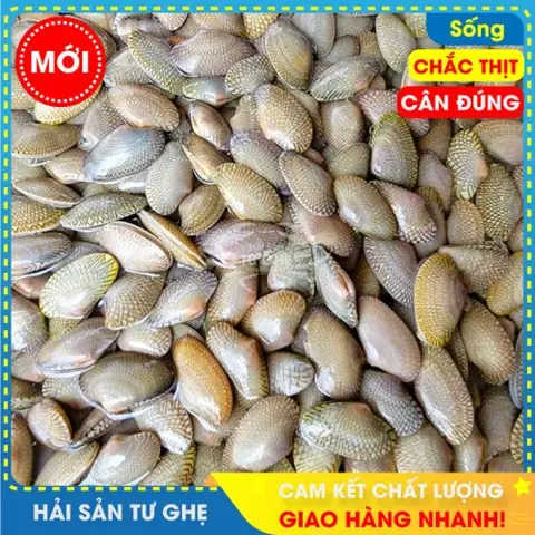 Tổng Hợp Danh Sách Các Loại Sò Biển Phổ Biến Và Cách Nhận Biết Chi Tiết