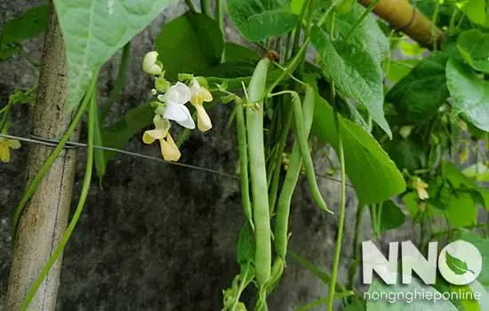 Giải Đáp Đậu Cove Tiếng Anh Là Gì: Định Nghĩa Đậu Cô Ve (đậu Que) Cho Người Học Tiếng Anh