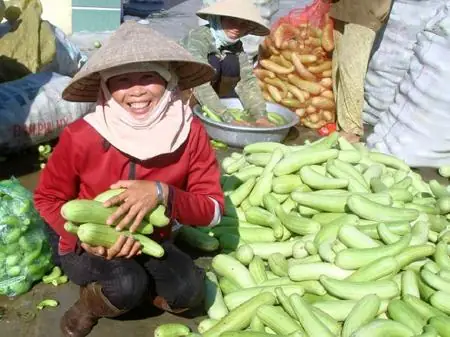 Dưa Gang Nóng Hay Mát? Giải Mã Tính Nhiệt, Công Dụng Và Cách Ăn Theo Từng Đối Tượng Dưa Gang Nóng Hay Mát? Giải Mã Tính Nhiệt, Công Dụng Và Cách Ăn Theo Từng Đối Tượng