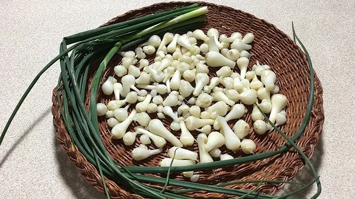 Giải Đáp Hành Tăm Kỵ Với Gì: Danh Sách Thuốc, Thực Phẩm Và Lưu Ý Khi Dùng Củ Nén