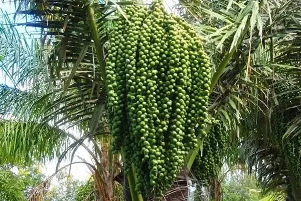 Giải Mã Hạt Đác Tiếng Anh Là Gì: Palm Seed, Sugar Palm Seed Và Cách Dùng Thực Tế