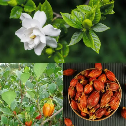 Hạt Dành Dành Là Gì Và Công Dụng Của Hạt Dành Dành Trong Y Học