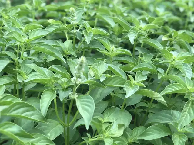 Giải Đáp Nguồn Gốc Hạt É: Hạt É Làm Từ Cây Gì Và Cách Phân Biệt Với Hạt Chia