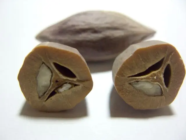 Hạt Trám Đen Ngâm Rượu: Công Dụng Chữa Bệnh & Cách Ngâm Chuẩn An Toàn Nhất