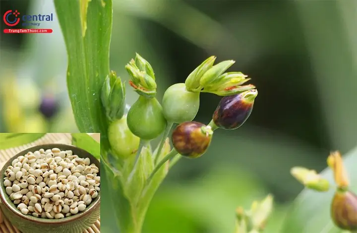 Hạt Ý Dĩ Là Hạt Gì Và Những Đặc Điểm Thực Vật Của Loại Hạt Bo Bo