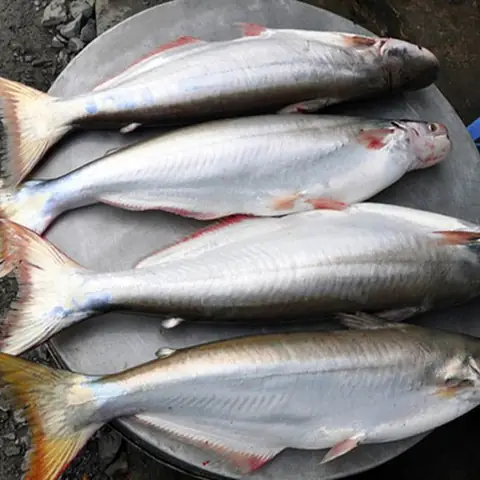 Nhận Diện Hình Ảnh Cá Bông Lau Và Phân Biệt Các Loài Cá Da Trơn Tương Tự Cho Người Đi Chợ