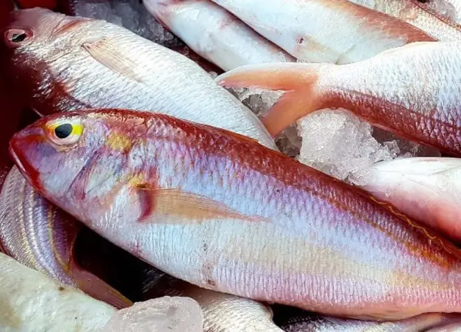 Khám Phá Hình Ảnh Cá Hồng Biển: Đặc Điểm Sinh Học Và Các Loài Phổ Biến Khám Phá Hình Ảnh Cá Hồng Biển: Đặc Điểm Sinh Học Và Các Loài Phổ Biến