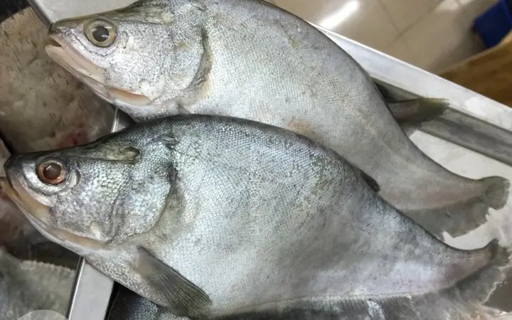 Hình Ảnh Cá Thác Lác: Tổng Hợp Ảnh Thực Tế Và Đặc Điểm Hình Dáng Của Loài Cá Miền Tây