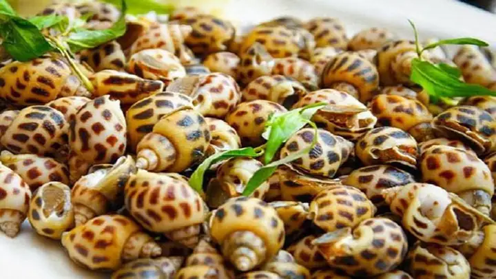Hình Ảnh Các Loại Ốc Phổ Biến Tại Việt Nam: Biển, Nước Ngọt Và Cách Phân Biệt