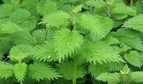 Hình Ảnh Cây Nàng Hai (tầm Ma): Đặc Điểm Nhận Diện Và Công Dụng Trị Bệnh