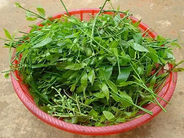 Khám Phá Hình Ảnh Cây Rau Ngót Rừng (rau Sắng): Đặc Điểm Nhận Biệt Và Phân Biệt Với Rau Ngót Nhà