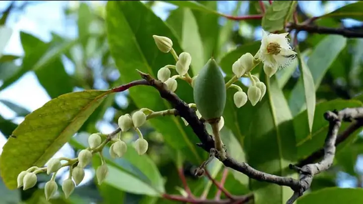 Hướng Dẫn Cách Ngâm Rượu Cà Na Tại Nhà Chuẩn Vị Miền Tây