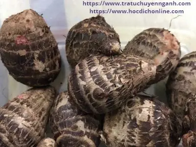 Giải Đáp Khoai Sọ Tiếng Anh Là Gì: Taro, Eddoe Và Phân Biệt Với Khoai Môn Giải Đáp Khoai Sọ Tiếng Anh Là Gì: Taro, Eddoe Và Phân Biệt Với Khoai Môn