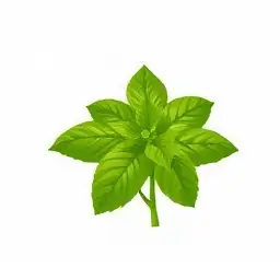 Giải Đáp Lá É Tiếng Anh Là Gì (green Basil) Và Phân Biệt Với Lá Quế