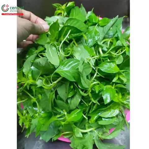 Giải Đáp Lá É Tiếng Anh Là Gì (green Basil) Và Phân Biệt Với Lá Quế