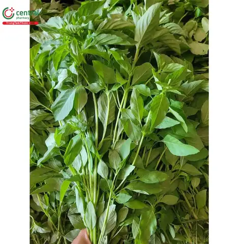 Giải Đáp Lá É Tiếng Anh Là Gì (green Basil) Và Phân Biệt Với Lá Quế