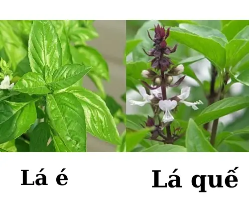 Phân Biệt Lá É Và Lá Quế: Hướng Dẫn Nhận Biết Cho Người Nội Trợ Tránh Nhầm Lẫn