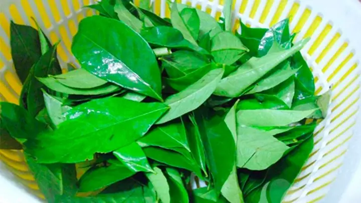Tác Dụng Của Lá Mắc Mật Với Sức Khỏe Và Lưu Ý Sử Dụng Cho Người Quan Tâm Đến Thảo Dược Tự Nhiên Tác Dụng Của Lá Mắc Mật Với Sức Khỏe Và Lưu Ý Sử Dụng Cho Người Quan Tâm Đến Thảo Dược Tự Nhiên