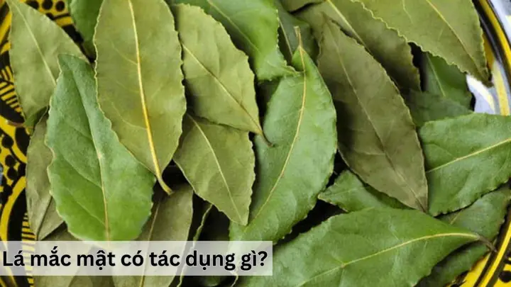 Tác Dụng Của Lá Mắc Mật Với Sức Khỏe Và Lưu Ý Sử Dụng Cho Người Quan Tâm Đến Thảo Dược Tự Nhiên Tác Dụng Của Lá Mắc Mật Với Sức Khỏe Và Lưu Ý Sử Dụng Cho Người Quan Tâm Đến Thảo Dược Tự Nhiên