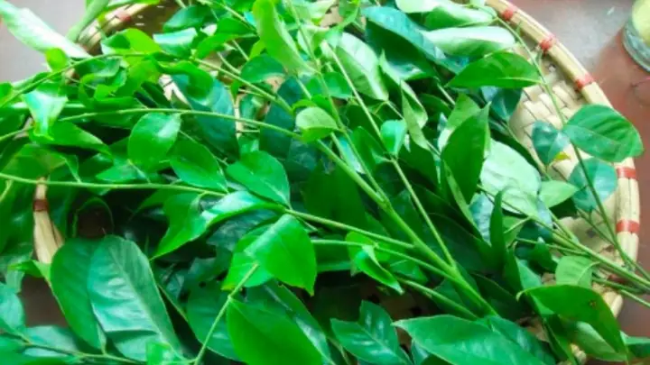 Tác Dụng Của Lá Mắc Mật Với Sức Khỏe Và Lưu Ý Sử Dụng Cho Người Quan Tâm Đến Thảo Dược Tự Nhiên Tác Dụng Của Lá Mắc Mật Với Sức Khỏe Và Lưu Ý Sử Dụng Cho Người Quan Tâm Đến Thảo Dược Tự Nhiên