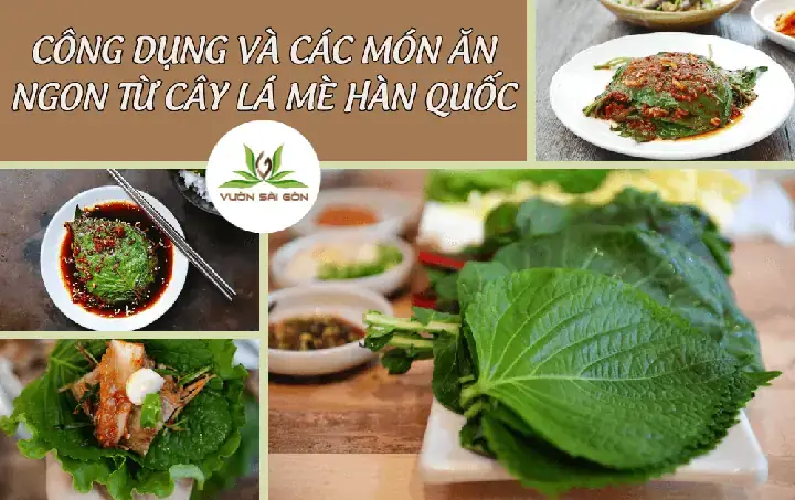 Giải Đáp Lá Mè Hàn Quốc Có Tác Dụng Gì: Tổng Hợp Lợi Ích Sức Khỏe Và Cách Dùng