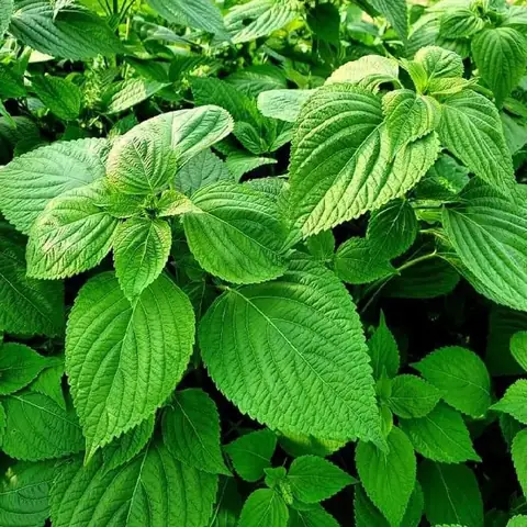 Mua Lá Mè (lá Vừng) Hàn Quốc Ở Đâu Uy Tín, Tươi Ngon Cho Món Thịt Nướng Mua Lá Mè (lá Vừng) Hàn Quốc Ở Đâu Uy Tín, Tươi Ngon Cho Món Thịt Nướng