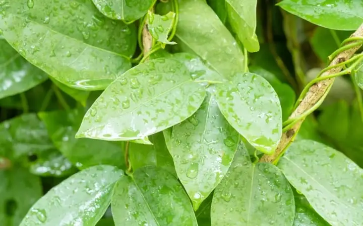 Lá Sâm Là Lá Gì Và Các Tác Dụng Của Lá Cây Sương Sâm Đối Với Sức Khỏe