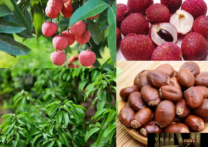 Giải Đáp Lệ Chi Là Quả Gì: Định Nghĩa, Nguồn Gốc Tên Gọi Và Mối Liên Hệ Với Quả Vải
