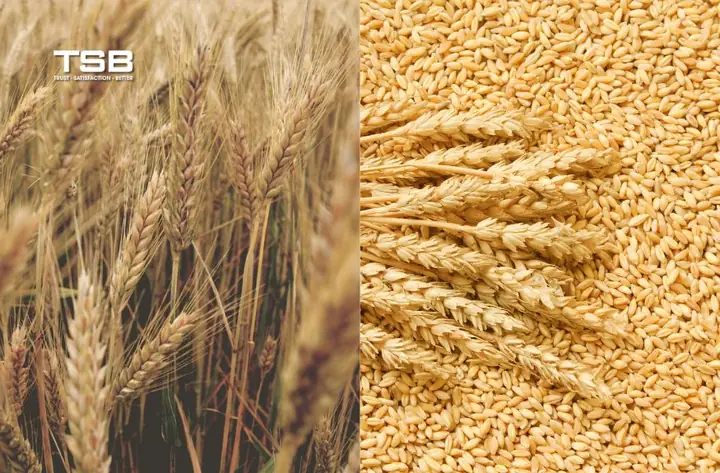 Phân Biệt Lúa Mì Và Lúa Mạch: So Sánh Đặc Điểm Và Lưu Ý Khi Sử Dụng Phân Biệt Lúa Mì Và Lúa Mạch: So Sánh Đặc Điểm Và Lưu Ý Khi Sử Dụng