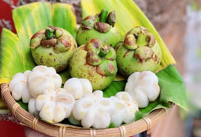 Giải Đáp Thực Hư Măng Cụt Sống Chấm Đường Có Độc Và Hướng Dẫn Cách Ăn An Toàn