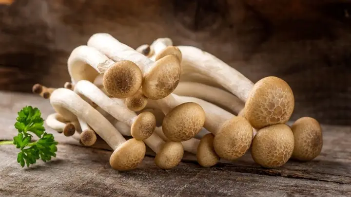 Giải Đáp 100g Nấm Hải Sản Bao Nhiêu Calo Và Ăn Nhiều Có Tốt Không?