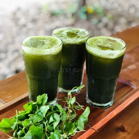 Hướng Dẫn Quy Trình Sản Xuất Nước Rau Má Đóng Chai Chuẩn An Toàn Thực Phẩm
