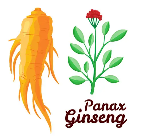 Nước Sâm Tiếng Anh Là Gì? Định Nghĩa Chuẩn, Ngữ Cảnh Dùng Và Từ Vựng Nước Uống Nước Sâm Tiếng Anh Là Gì? Định Nghĩa Chuẩn, Ngữ Cảnh Dùng Và Từ Vựng Nước Uống