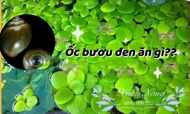 Tổng Hợp Các Loại Thức Ăn Phù Hợp Cho Ốc Bươu Đen (ốc Nhồi) Khi Nuôi