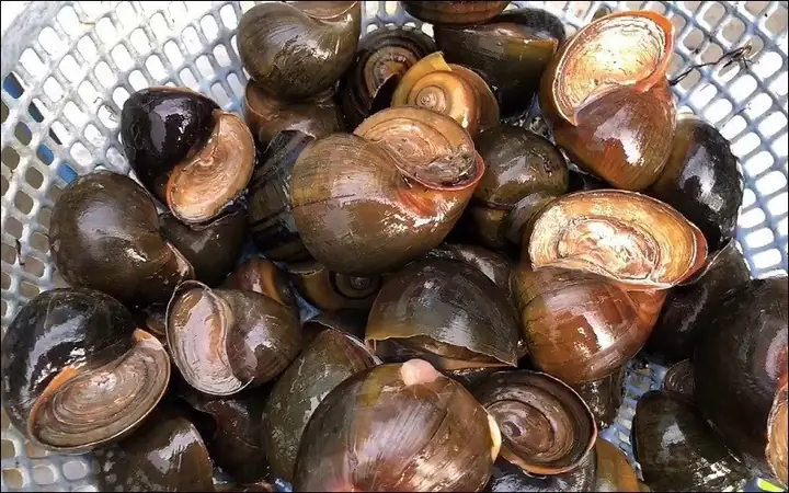 Tìm Hiểu Ốc Mít Là Ốc Gì: Tên Gọi, Đặc Điểm Và Phân Biệt Với Ốc Bươu, Ốc Nhồi Tìm Hiểu Ốc Mít Là Ốc Gì: Tên Gọi, Đặc Điểm Và Phân Biệt Với Ốc Bươu, Ốc Nhồi
