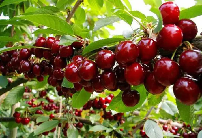 Quả Anh Đào Ở Việt Nam: Giống, Cách Trồng Và Bí Quyết Bảo Quản