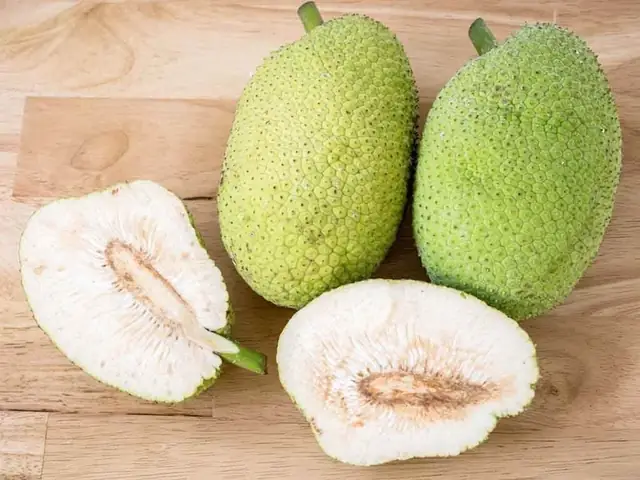 Tổng Hợp Công Dụng Của Quả Sake (sa Kê) Đối Với Sức Khỏe Và Cách Chế Biến Tổng Hợp Công Dụng Của Quả Sake (sa Kê) Đối Với Sức Khỏe Và Cách Chế Biến